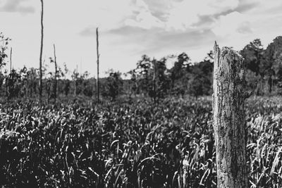 Scenic view of field against cloudy sky