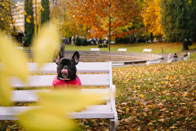 French bulldog dog with tongue out sitting on bench in park in autumn