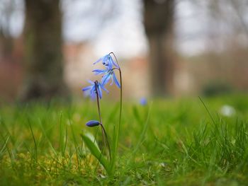 Close-up of purple flowers on grassy field