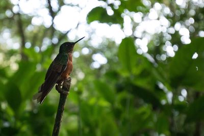 Low angle view of bird perching on tree