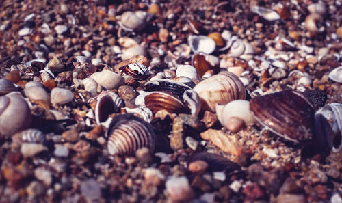 Sea shells on the beach