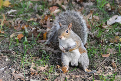 Close-up of squirrel on field