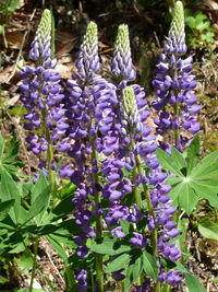 Close-up of lavender flowers blooming outdoors