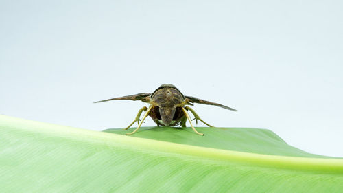 Close-up of insect