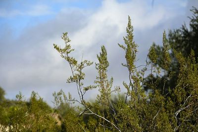 Plants growing on field against cloudy sky