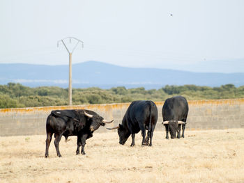 Cows grazing on field against clear sky