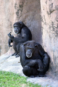 Close-up of monkey sitting on rock