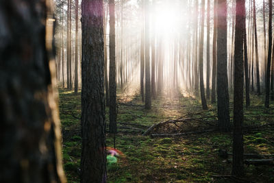 Trees in forest