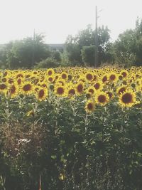 Sunflowers in field