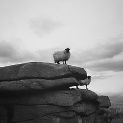 Low angle view of sheep standing on rock against cloudy sky