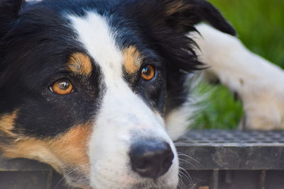Close-up portrait of dog