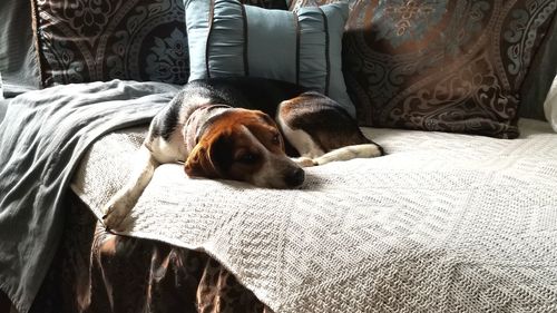 Dog resting on sofa at home