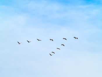 Low angle view of birds flying in sky