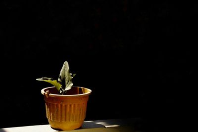 Close-up of potted plant on table against black background