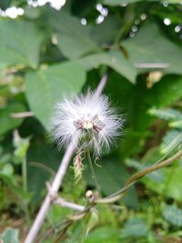 Close-up of dandelion flower