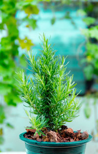 Close-up of small potted plant