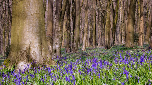 Purple flowering plants on land in forest