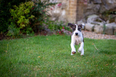 Portrait of dog running on grass