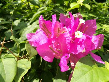 Close-up of pink flowers blooming outdoors