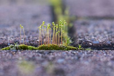 Close-up of moss on grass