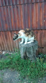 Cat sitting in a yard