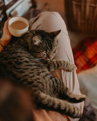 Close-up of cat lying in someones lap in cosy home