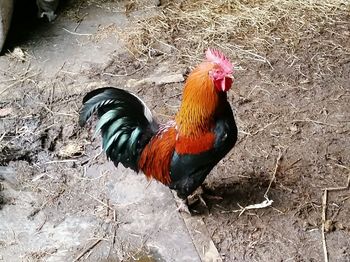 Close-up of rooster