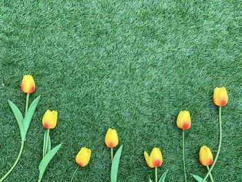 High angle view of yellow flowering plant on field