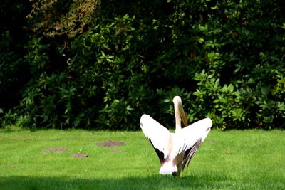 White bird on a field