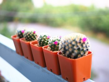 Close-up of potted plant