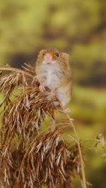 Close-up of an animal on land