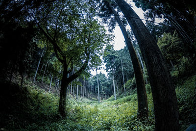 Trees in forest