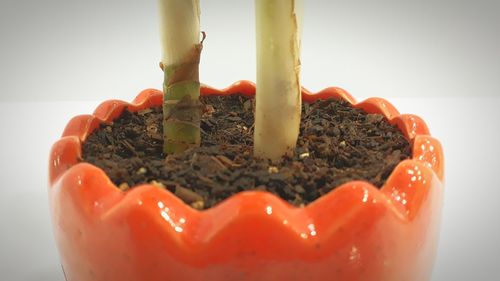 Close-up of tomatoes in plate