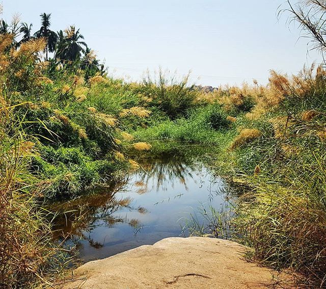 water, clear sky, tranquility, tranquil scene, tree, growth, scenics, nature, grass, beauty in nature, plant, green color, reflection, lake, sky, day, idyllic, stream, landscape, outdoors