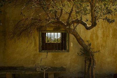 Tree against old house