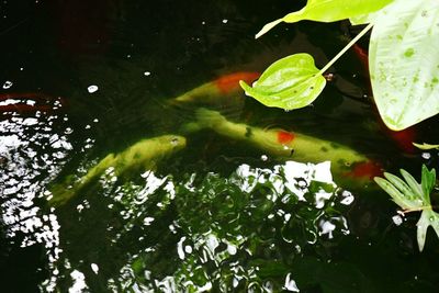 High angle view of fish in lake