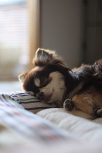 Close-up of dog sleeping