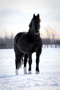 Black dog standing on snow covered land