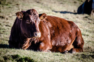 Cow sitting on field