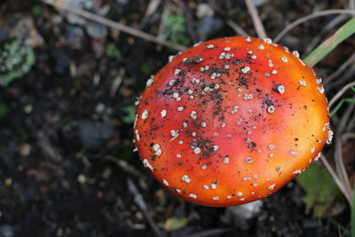 Close-up of fly agaric mushroom on field