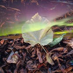 Close-up of leaves on ground