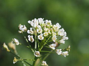 Close-up of white flowers blooming outdoors