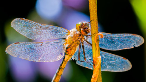 Close-up of insect on leaf