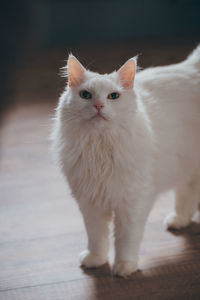 Portrait of white cat standing on floor