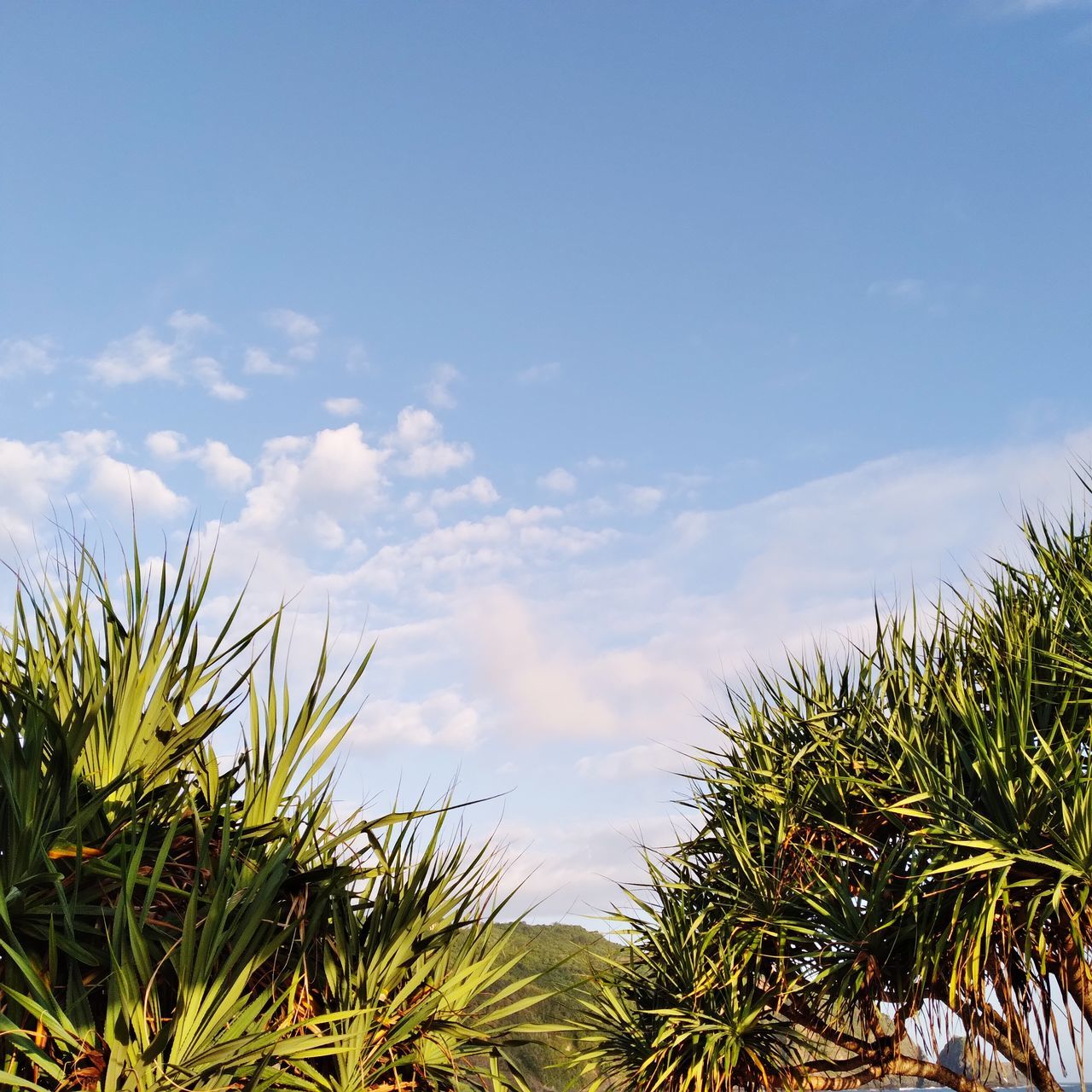 LOW ANGLE VIEW OF PLANTS GROWING ON FIELD AGAINST SKY