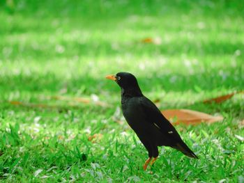 Black bird on a field