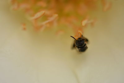 Close-up of insect