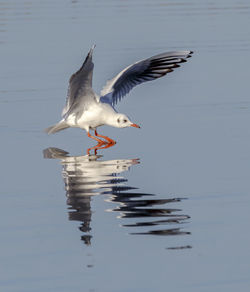 Black headed gull with reflection on water