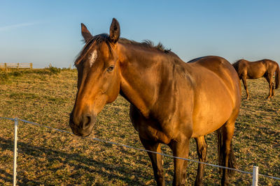 Horse standing in field against sky