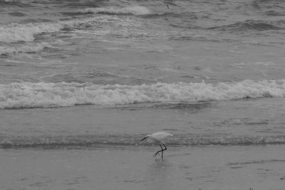 High angle view of gray heron on beach